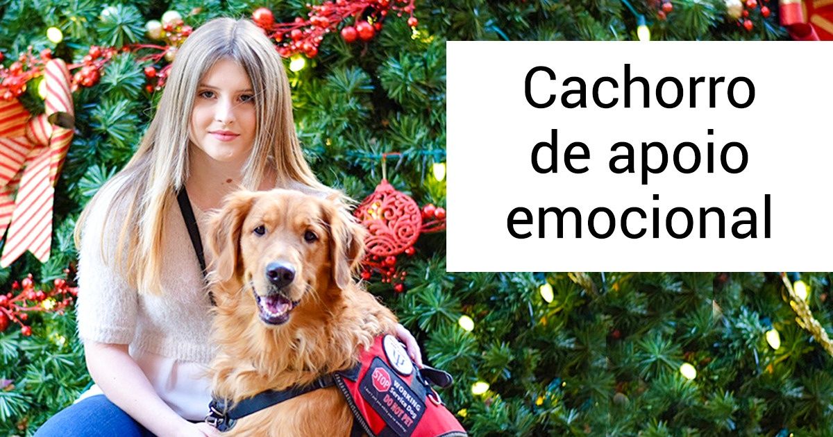 13 Cachorros que têm “superpoderes” e fizeram coisas incríveis pelos humanos