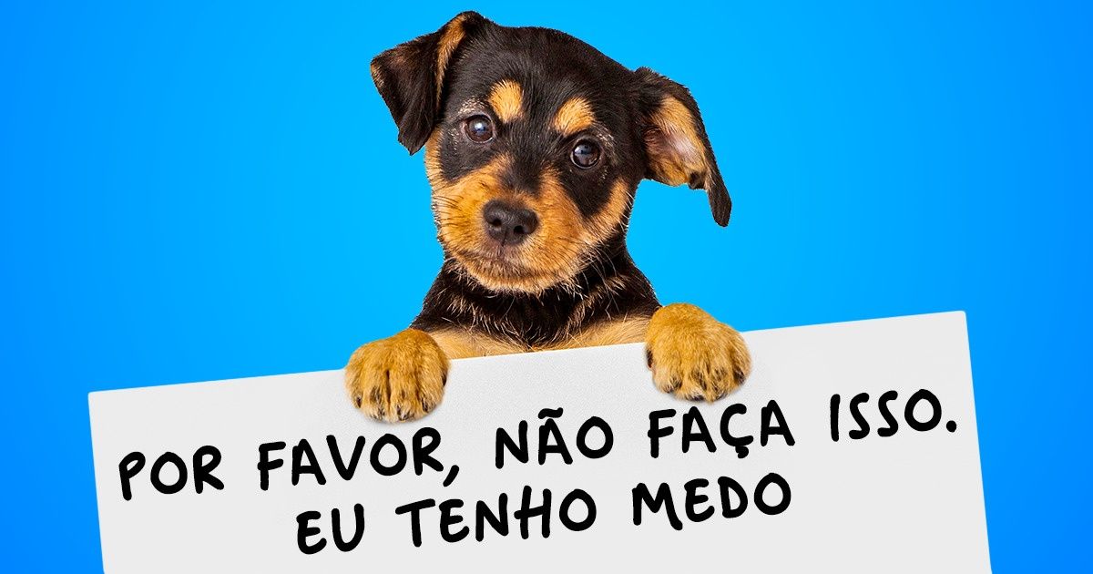 15 Dicas para cuidar do seu cachorro nas queimas de fogos 15 Dicas para cuidar do seu cachorro nas queimas de fogos