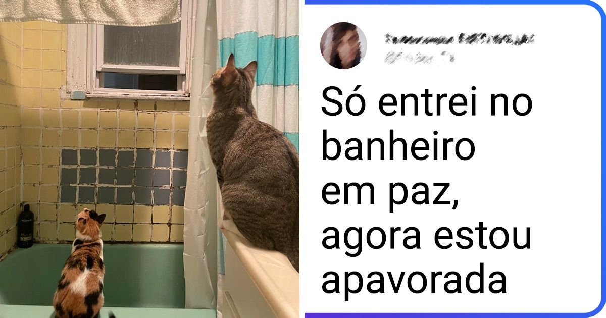 20+ Momentos felinos que nos lembram por que ter um gato implica uma série de emoções 20+ Momentos felinos que nos lembram por que ter um gato implica uma série de emoções