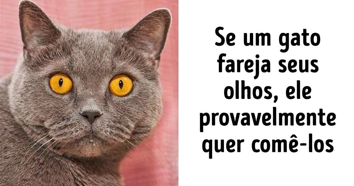 20+ Curiosidades sobre os animais de estimação que você vai querer conhecer 20+ Curiosidades sobre os animais de estimação que você vai querer conhecer