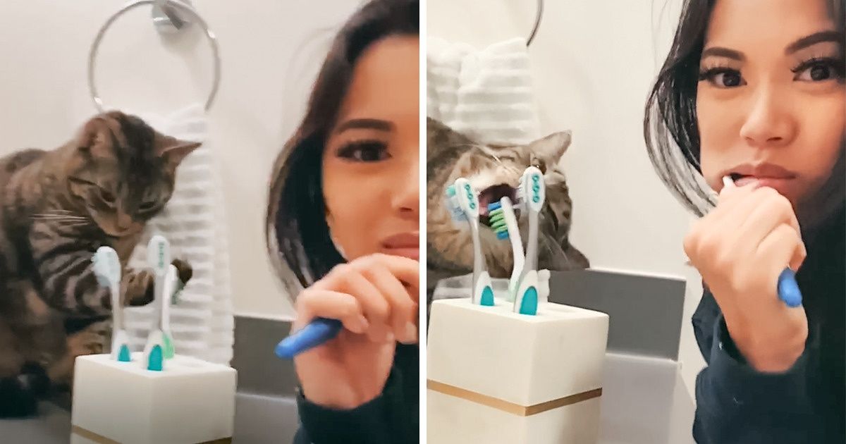 Gatinho aprende a escovar os dentes exatamente como sua dona e agora tem sua própria escova Gatinho aprende a escovar os dentes exatamente como sua dona e agora tem sua própria escova