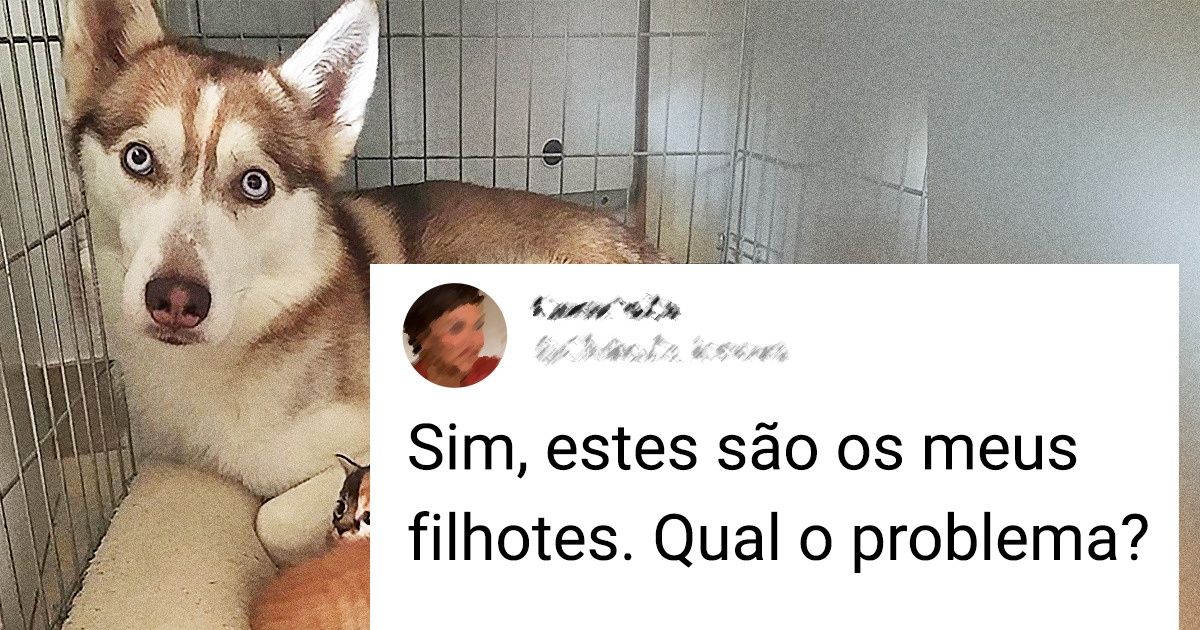 20+ Cachorrinhos que simplesmente se esqueceram de sua natureza canina