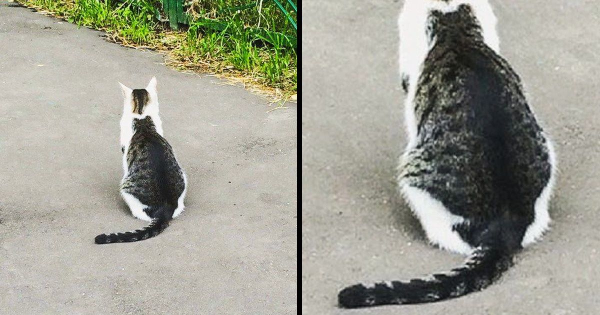 30 Gatos com pelos tão incríveis que parecem ser obra de Photoshop