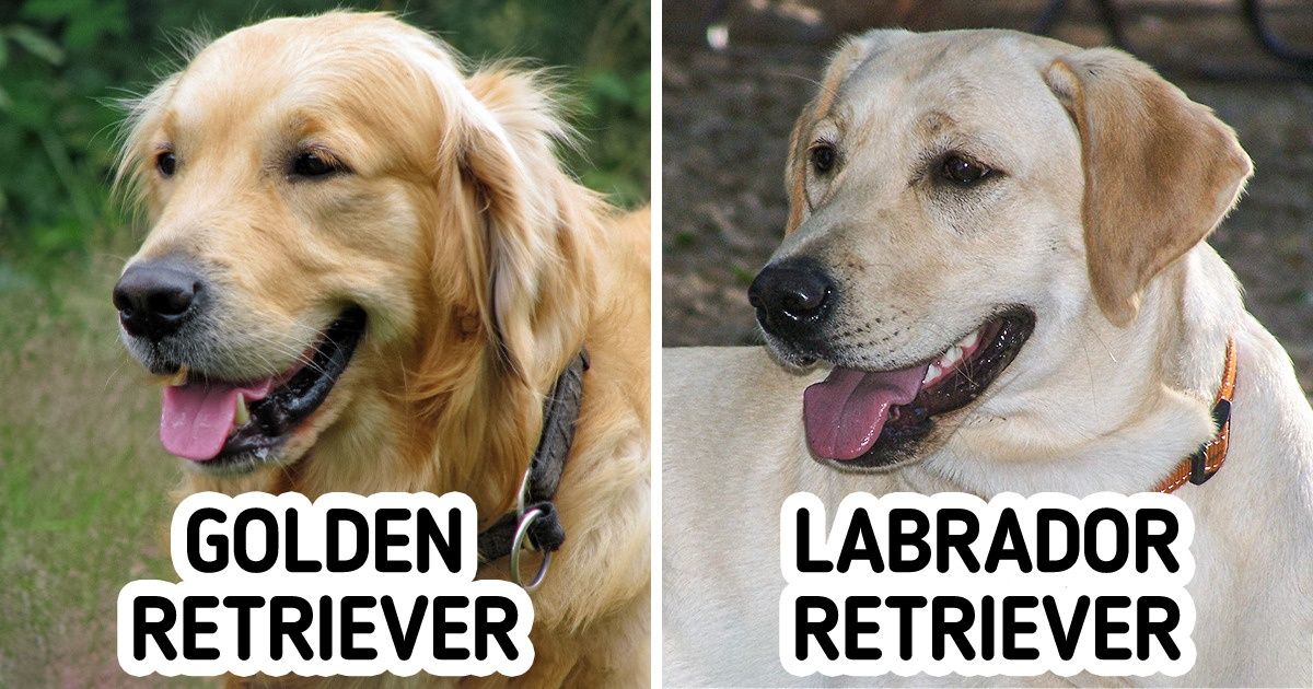 11 Pares de raças caninas que até os mais apaixonados por cachorros podem confundir