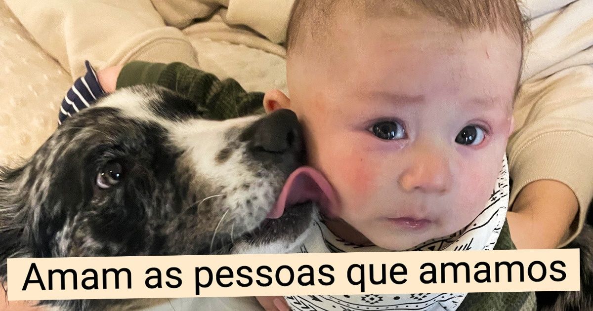 10 Coisas que os cachorros podem saber sobre nós e que provam: subestimá-los é um erro