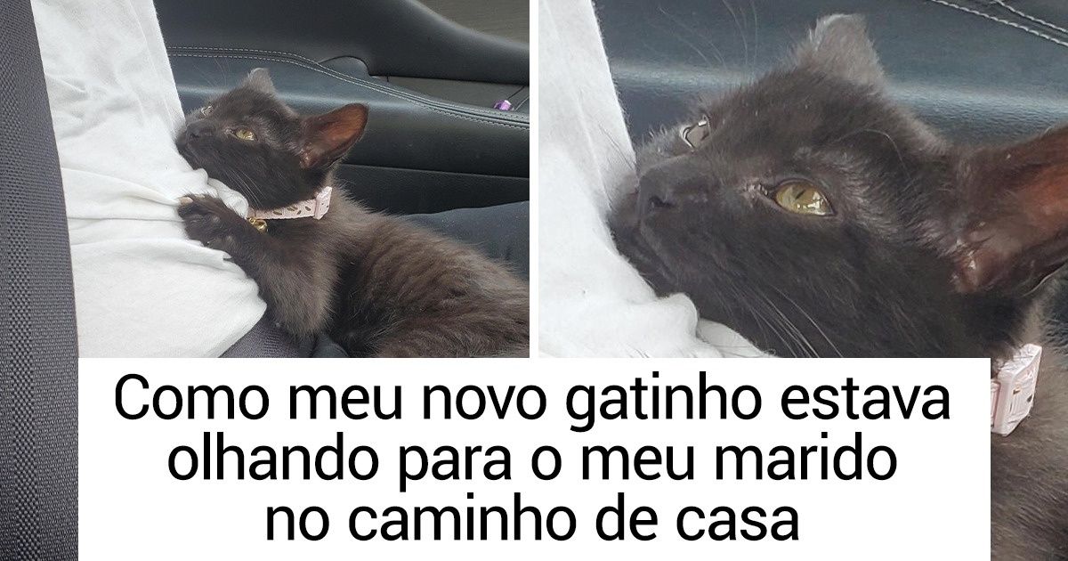 15 Animais que entendem melhor do que ninguém o que é o amor verdadeiro