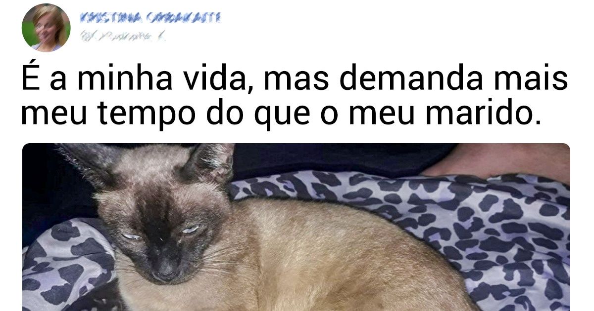 15 Internautas comentam como os seus gatos são exigentes 15 Internautas comentam como os seus gatos são exigentes