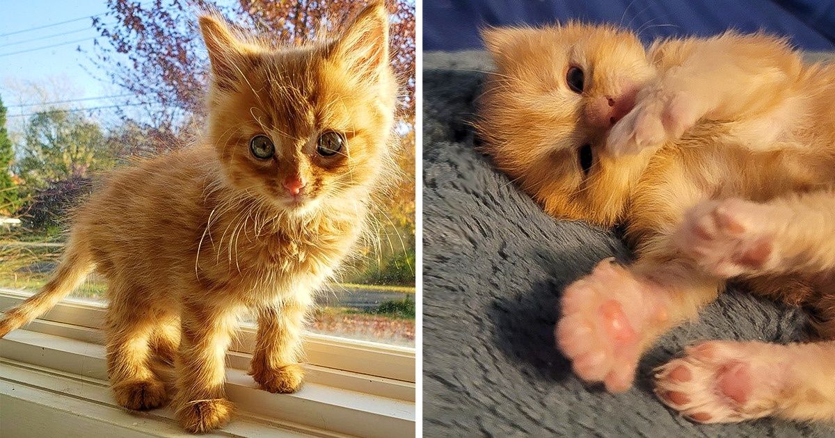 20 Fotos que revelam o encanto especial dos gatos amarelos 20 Fotos que revelam o encanto especial dos gatos amarelos