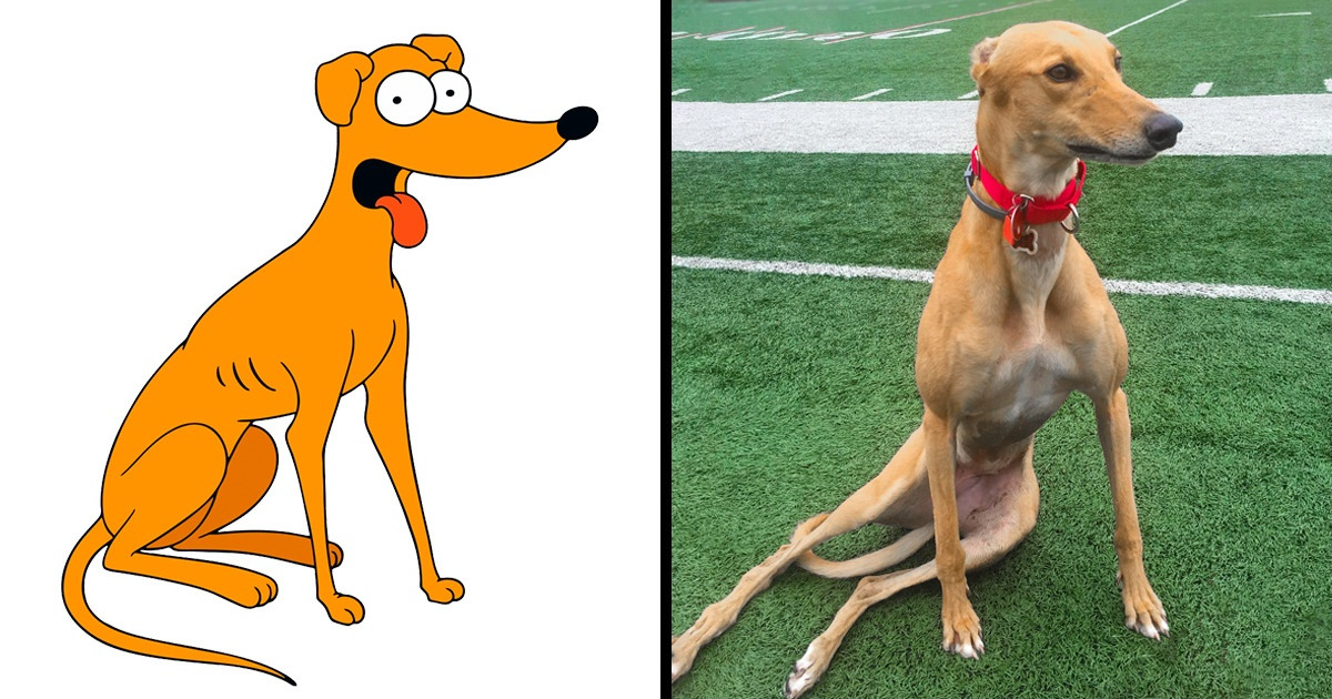 Como são na vida real 10 cães dos desenhos animados que marcaram nossa infância Como são na vida real 10 cães dos desenhos animados que marcaram nossa infância