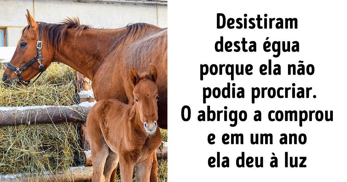 Uma moça que compra e resgata cavalos rejeitados pelos donos Uma moça que compra e resgata cavalos rejeitados pelos donos
