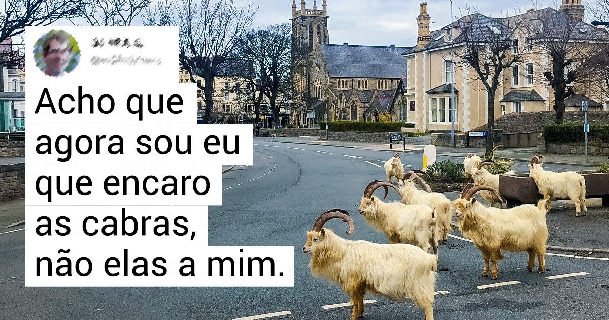 Algumas cabras “tomaram” as ruas de uma cidade galesa, deixando seus habitantes boquiabertos Algumas cabras “tomaram” as ruas de uma cidade galesa, deixando seus habitantes boquiabertos