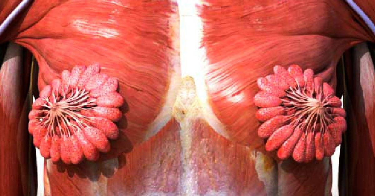 9 Curiosidades sobre as maravilhas do corpo feminino 9 Curiosidades sobre as maravilhas do corpo feminino