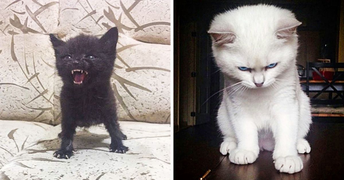 22 Animais que simplesmente não podem esconder suas emoções 22 Animais que simplesmente não podem esconder suas emoções