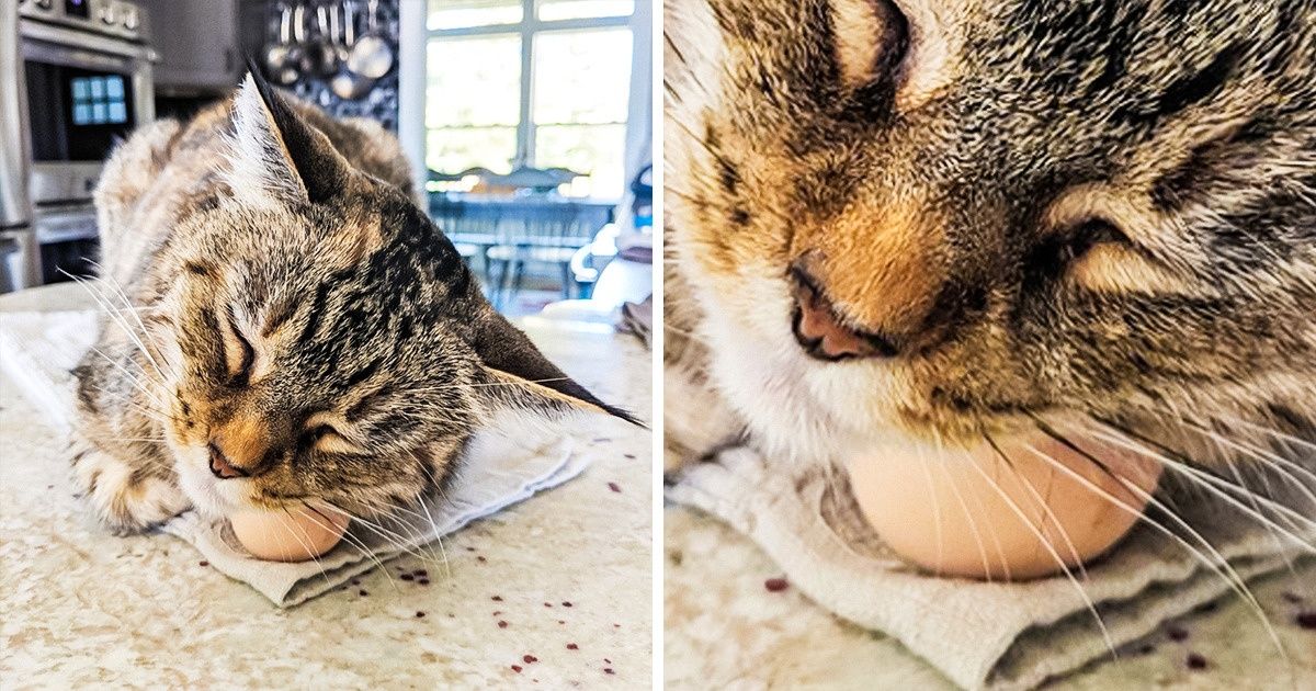 17 Fotos que mostram que os gatos podem tudo e um pouco mais