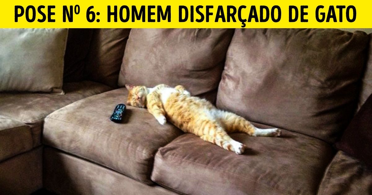 18 Poses bastante estranhas que os gatos adotam para dormir 18 Poses bastante estranhas que os gatos adotam para dormir