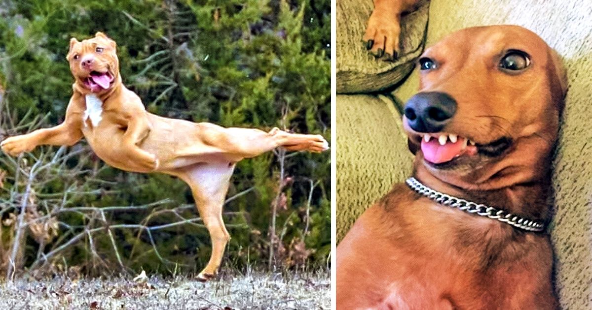 Os animais também têm fotos que gostariam de deletar