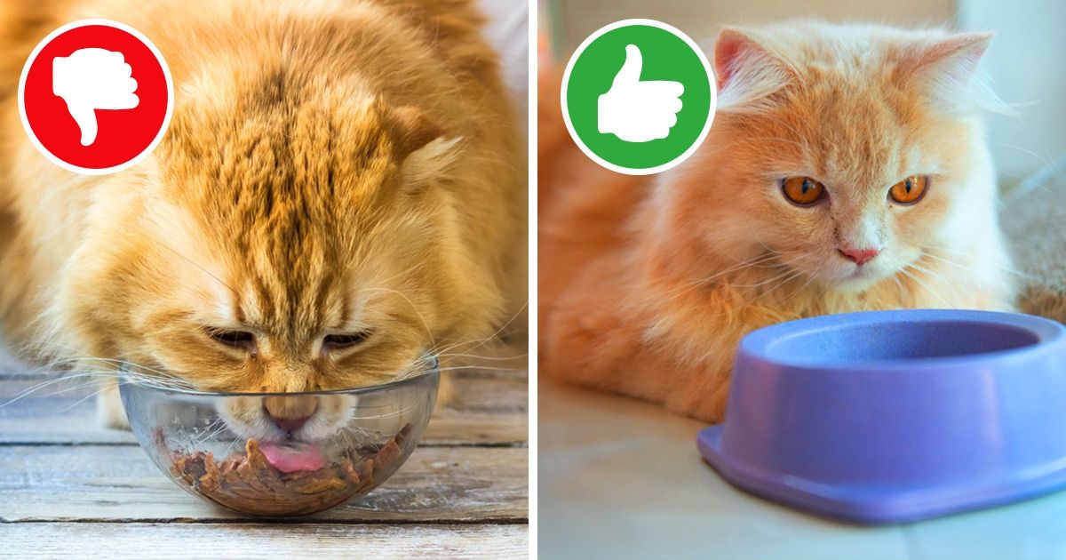 12+ Erros frequentes cometidos por donos de animais domésticos