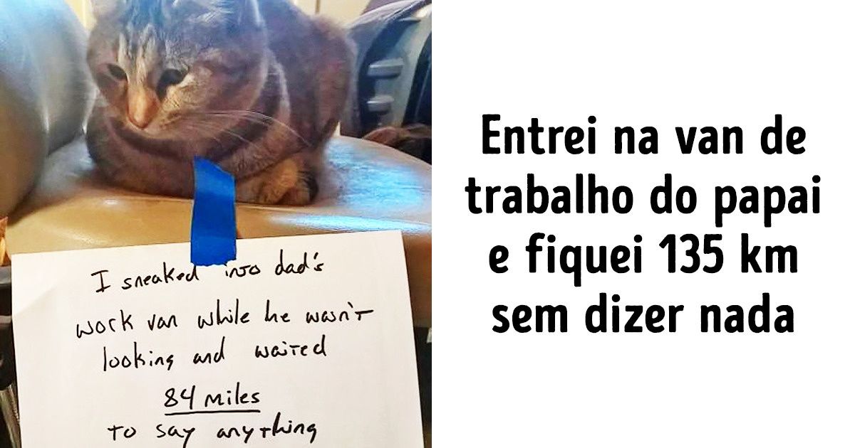 20+ Gatos criminosos com os quais não conseguimos ficar bravos