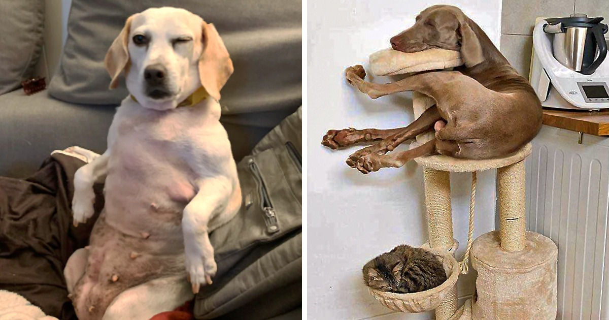 20 Fotos que comprovam como os filhos de quatro patas mais fofos só fazem o que querem