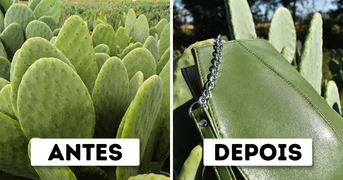 2 Mexicanos criam um couro vegano de cacto para acabar com a crueldade animal