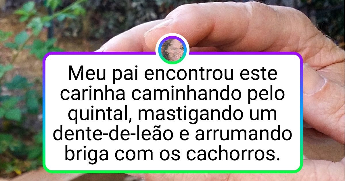 20+ Animais silvestres capazes de conquistar o coração de qualquer pessoa