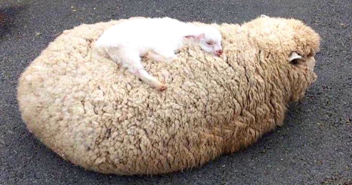 20+ Animais bebês que gostam de ficar o mais perto possível de suas mamães 20+ Animais bebês que gostam de ficar o mais perto possível de suas mamães