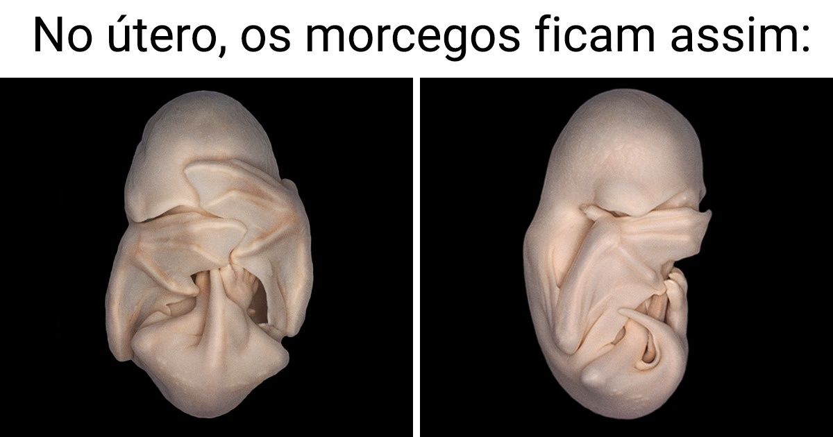 15+ Fotos mostrando morcegos sob um novo ângulo e revelando que eles são mais fofos do que pensamos