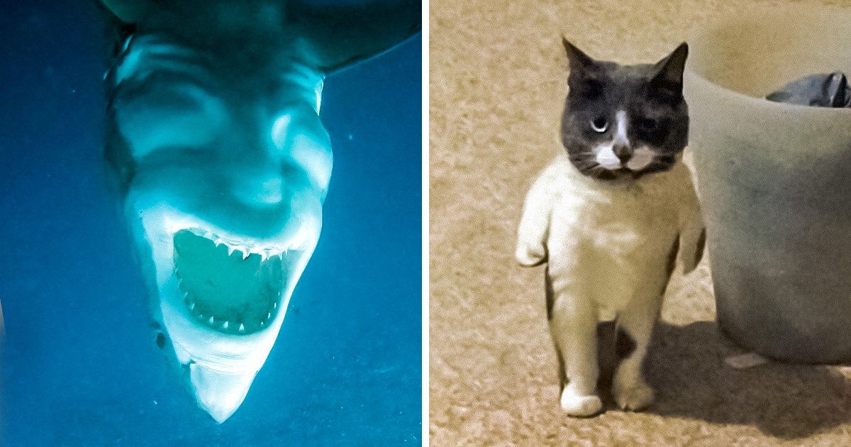 25 Fotos que mostram que você nunca esteve tão enganado ao interpretar uma imagem