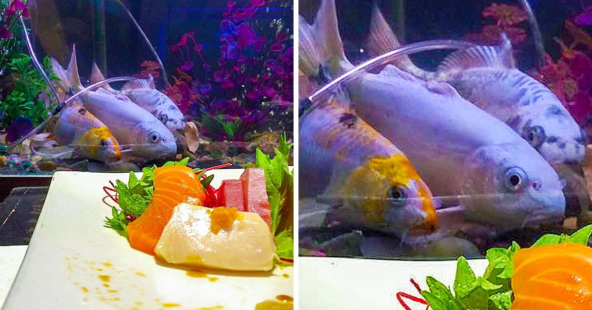 20 Fotos em que tudo parece normal não fosse por um pequeno detalhe