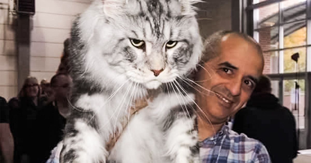25 Gatos da raça maine coon que são os donos do pedaço 25 Gatos da raça maine coon que são os donos do pedaço