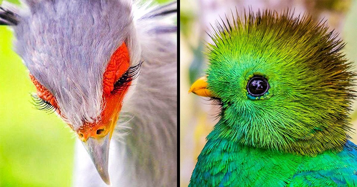 20+ Animais que encantam por suas cores e por seu estilo