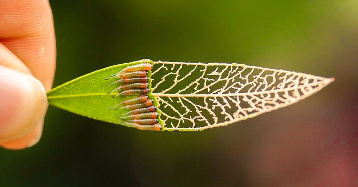 22 Fotos que mostram que a natureza nunca deixa de surpreender 22 Fotos que mostram que a natureza nunca deixa de surpreender