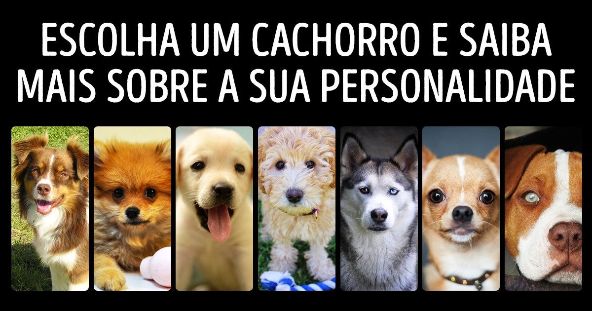 O cachorro escolhido pode dizer muito sobre sua personalidade