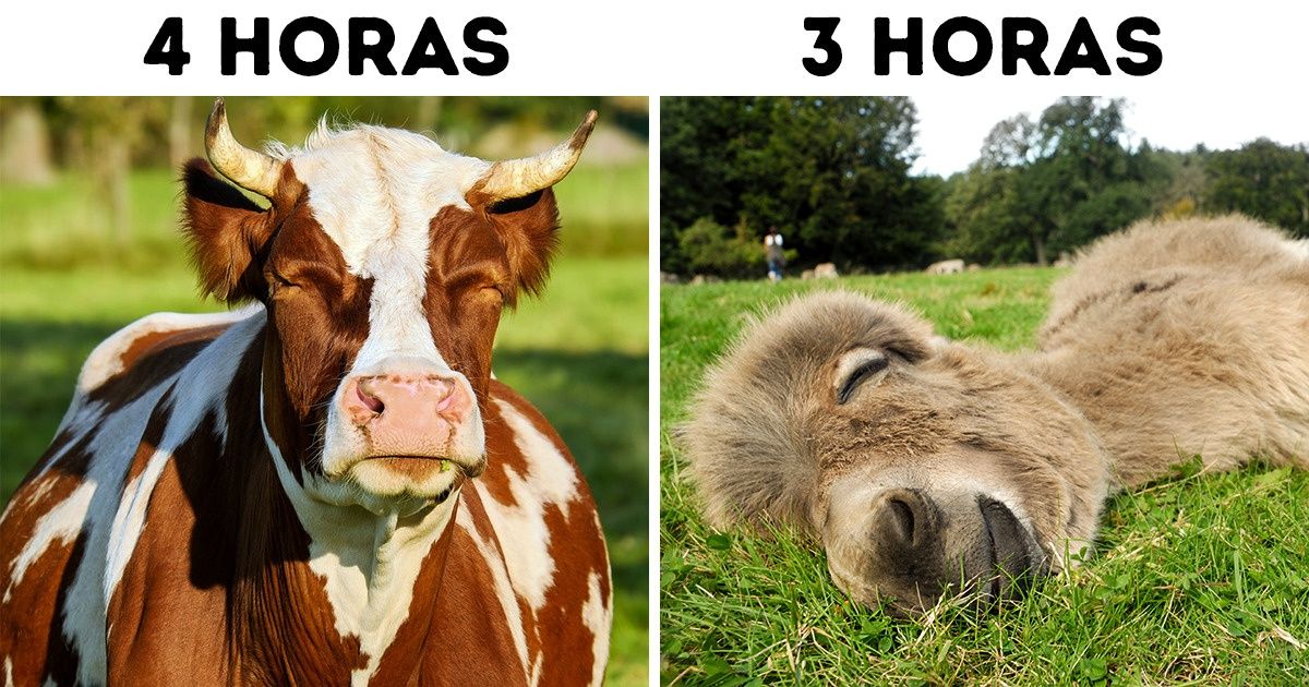 10 Animais que não entendemos como podem dormir tão pouco 10 Animais que não entendemos como podem dormir tão pouco