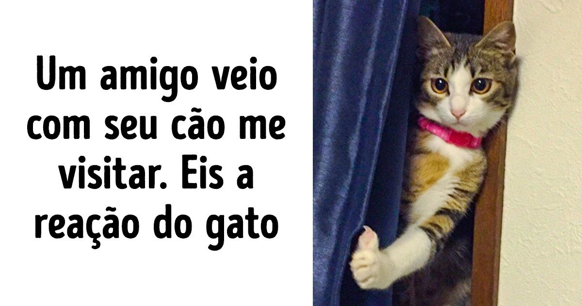Fotos de gatinhos e cachorrinhos que vão iluminar seu dia Fotos de gatinhos e cachorrinhos que vão iluminar seu dia