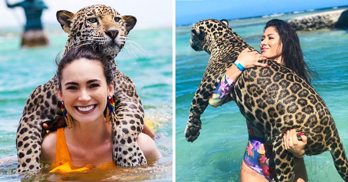 Uma ilha onde você pode nadar com onças-pintadas