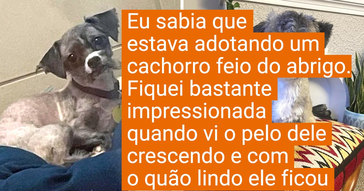 20+ Transformações de pets que ganharam um novo lar — e uma nova vida