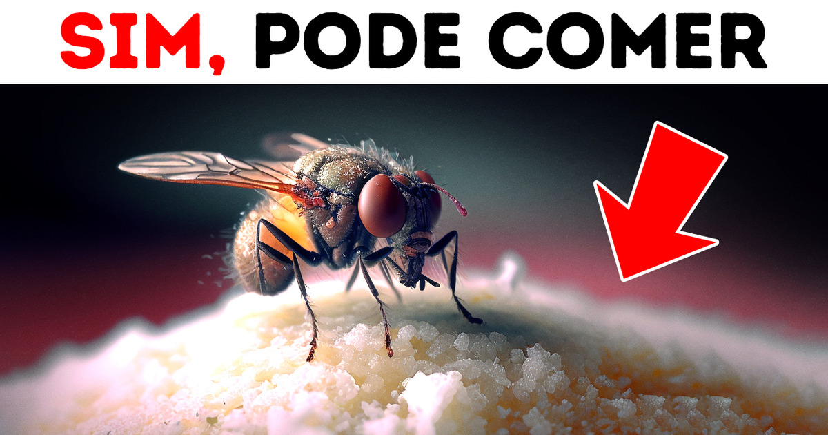 O que as moscas realmente fazem quando pousam na comida
