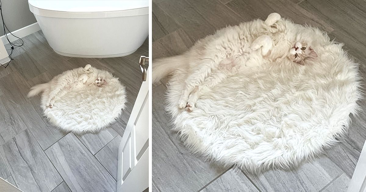 15+ Animais que dão um verdadeiro show na arte da camuflagem