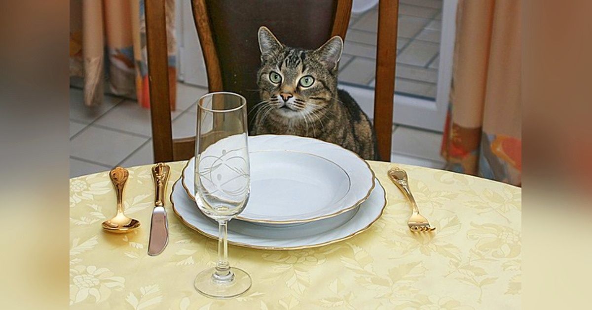 Como alimentar seu gato ou seu cão em cada fase da vida