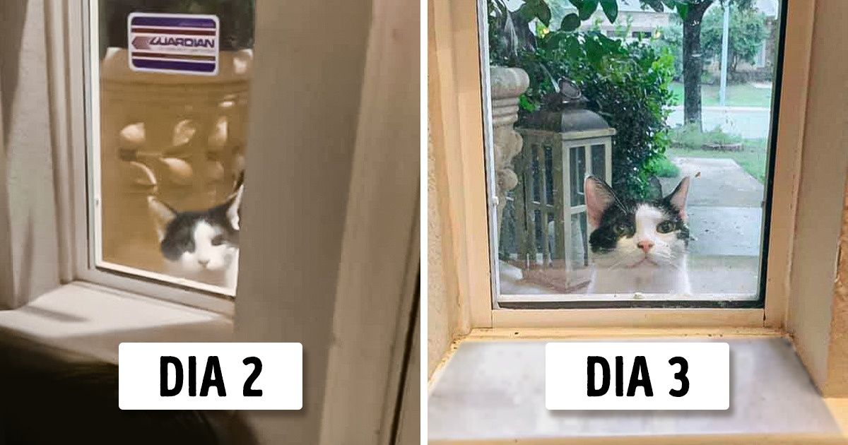 O gato perdido que ficou plantado na janela da casa de desconhecidos (uma história hilária) O gato perdido que ficou plantado na janela da casa de desconhecidos (uma história hilária)