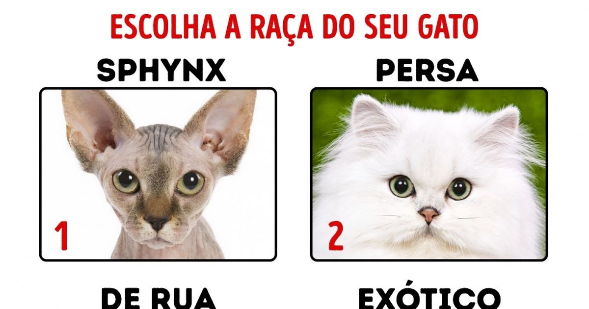 Escolha uma raça de gato e descubra a sua personalidade