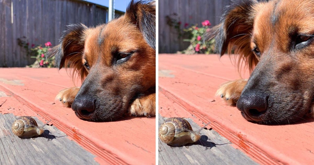 15+ Animais que só querem saber de ajudar os outros e de fazer novas amizades