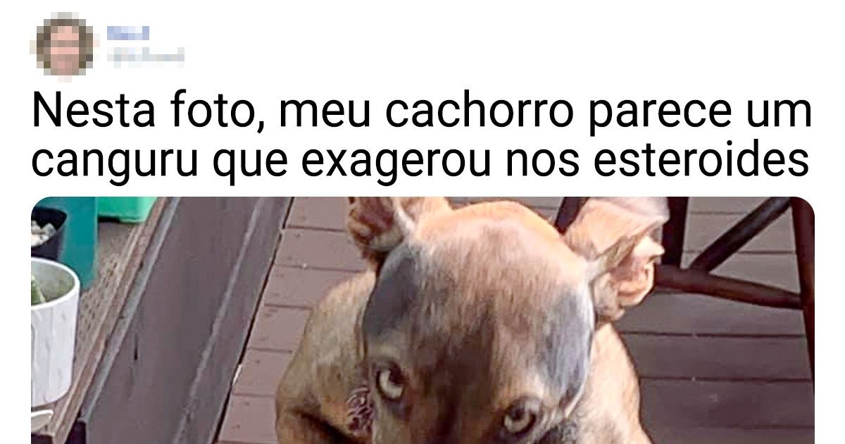 19 Internautas compartilham fotos inusitadas e bastante divertidas de seus pets