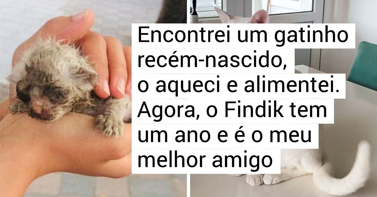 19 Animais sem teto cujas vidas mudaram depois de encontrar uma família