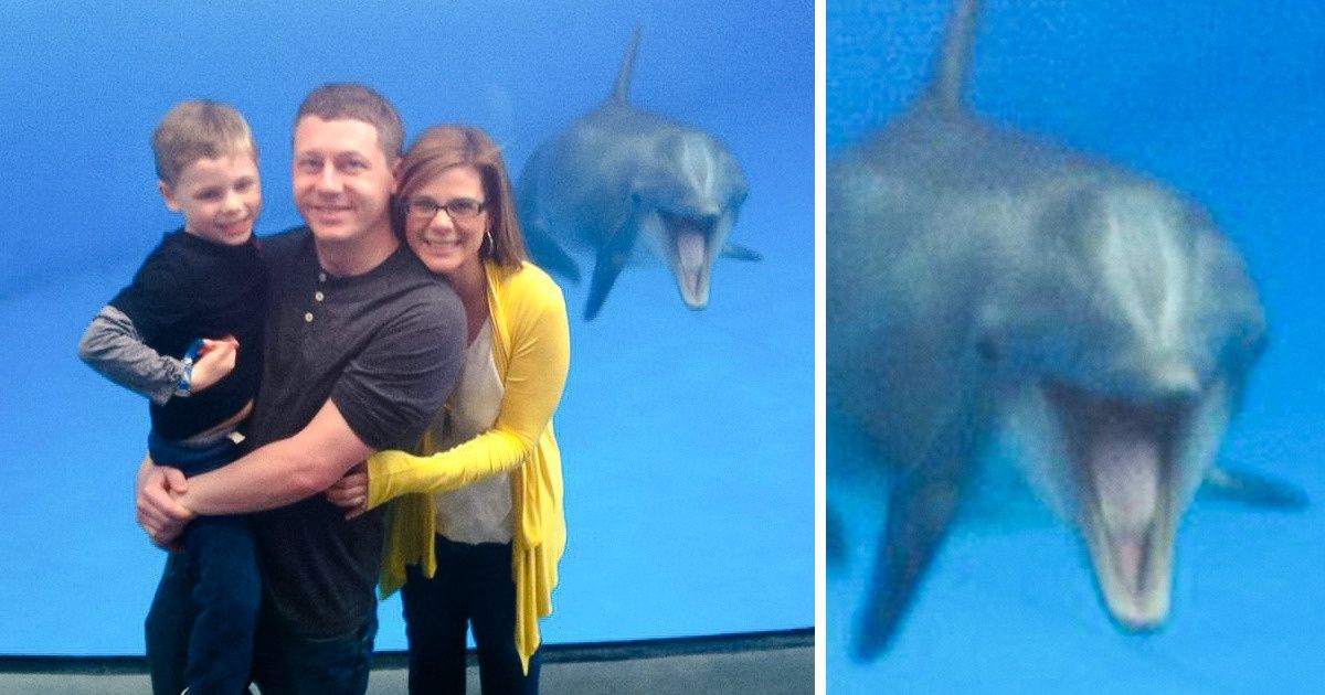 17 Fotos provam que os animais podem transformar qualquer foto em uma bagunça divertida