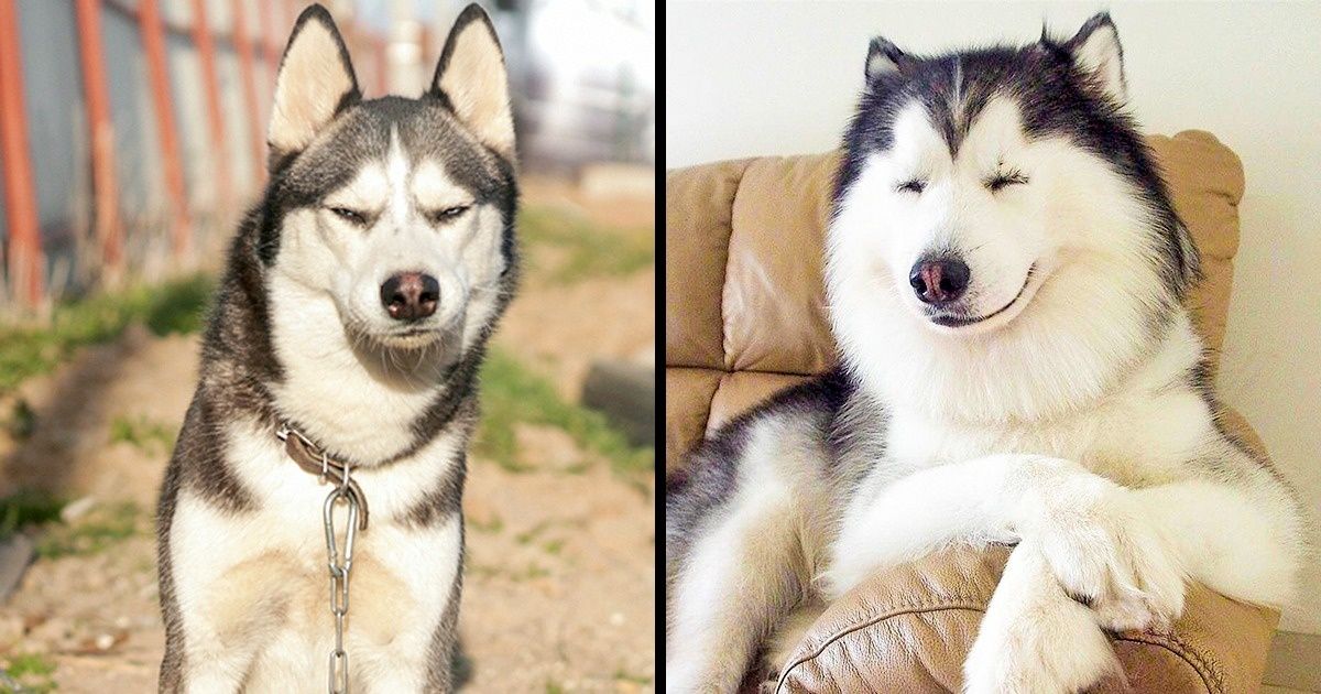 25 Coisas que só os donos de um husky siberiano entenderão 25 Coisas que só os donos de um husky siberiano entenderão