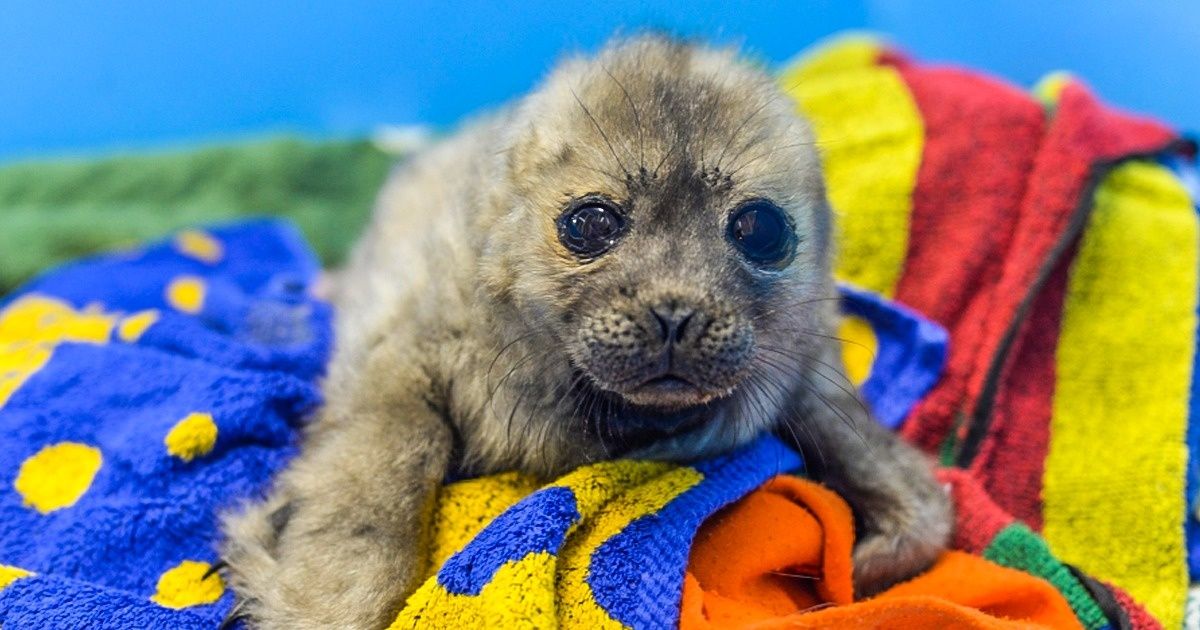 A história da foca que acredita ser um gato