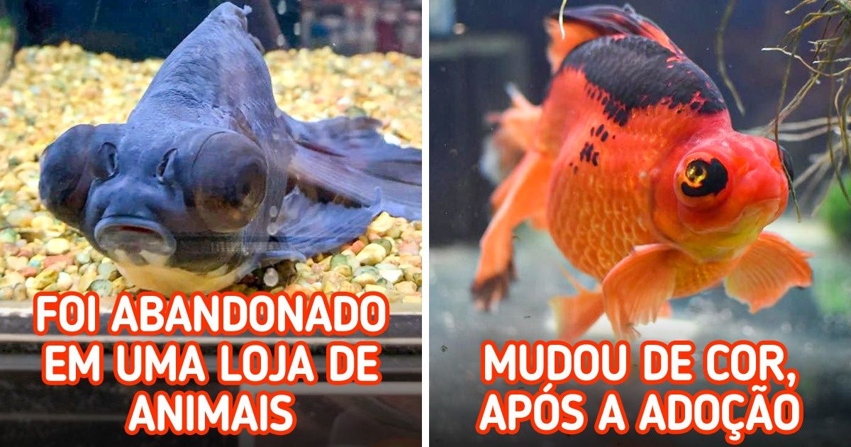 19 Fotos que mostram que o amor e o carinho podem curar qualquer coração e alma para sempre 19 Fotos que mostram que o amor e o carinho podem curar qualquer coração e alma para sempre