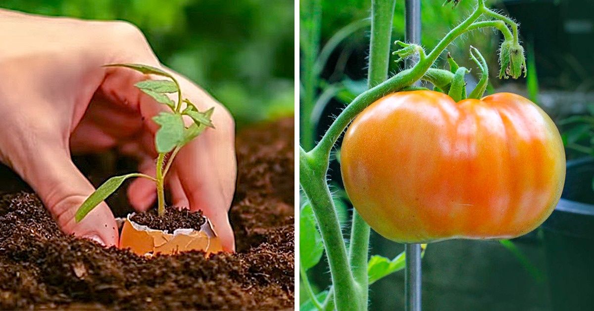 10 Alimentos que você pode cultivar em casa utilizando pequenos espaços 10 Alimentos que você pode cultivar em casa utilizando pequenos espaços